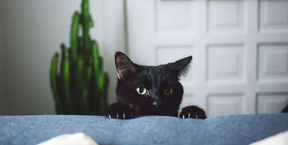 Ветеринары "похоронили" кота, прислав известие владельцу: реакция того стала вирусной