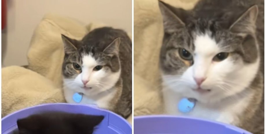 кошка и котенок