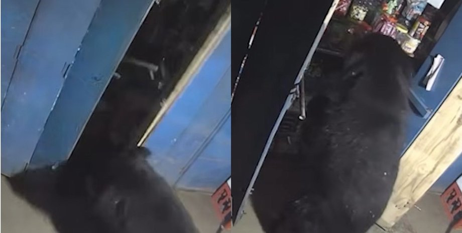 Владелец заведения был шокирован: медведь ночью устроил "ревизию" в магазине (видео)