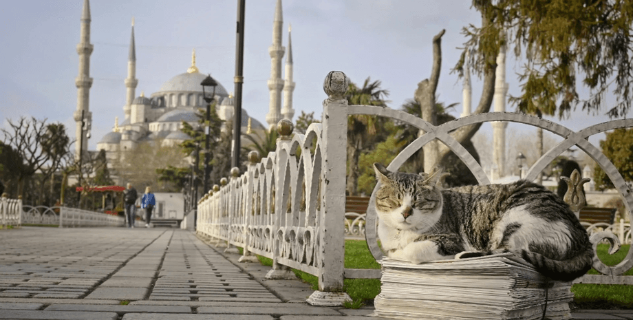 Здесь всем управляют пушистые: как Стамбул стал всемирным городом котов