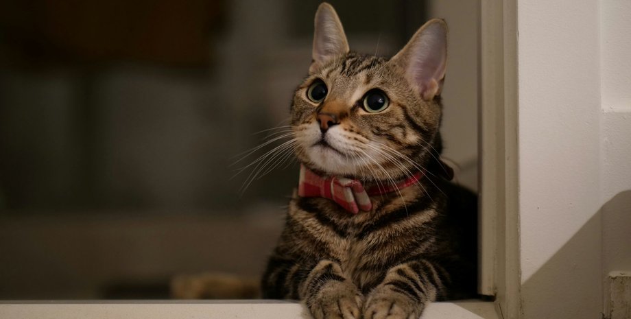 Жених уже здесь: образ кота во время свадьбы одной пары рассмешил сеть