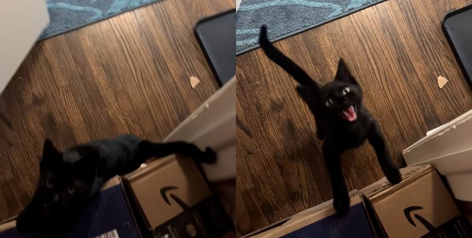 Котенок обиделся на женщину, которая не покормила пушистого: его реакция стала вирусной