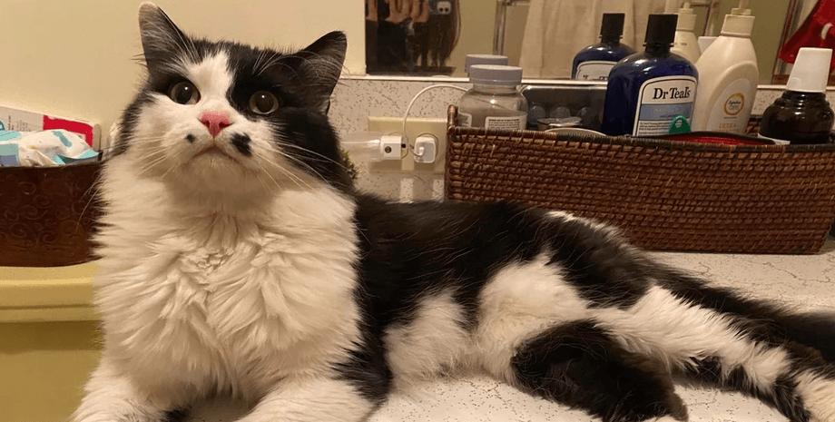 Женщина отнесла кота в приют, но через неделю поняла свою ошибку