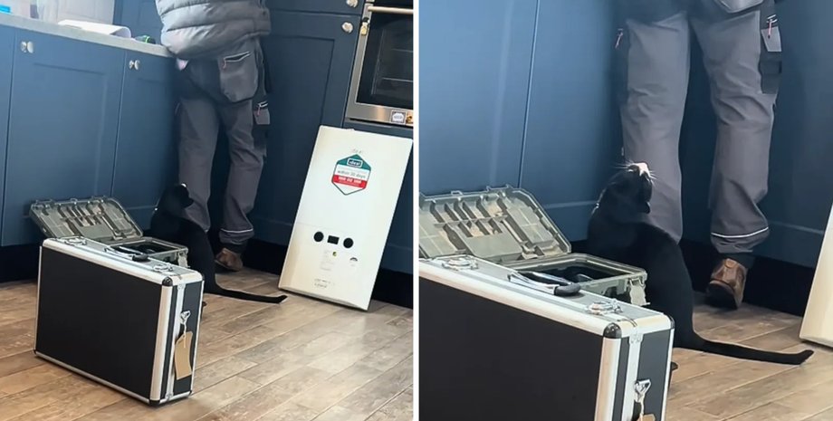 кот сантехник