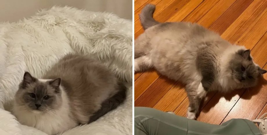 беременная кошка