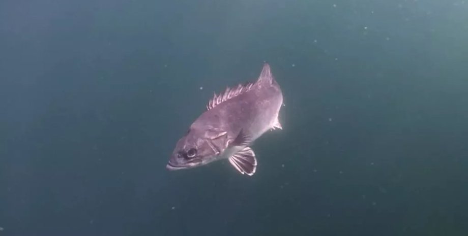 Редкая глубоководная рыба плывет в водах у побережья Корнуолла, Великобритания