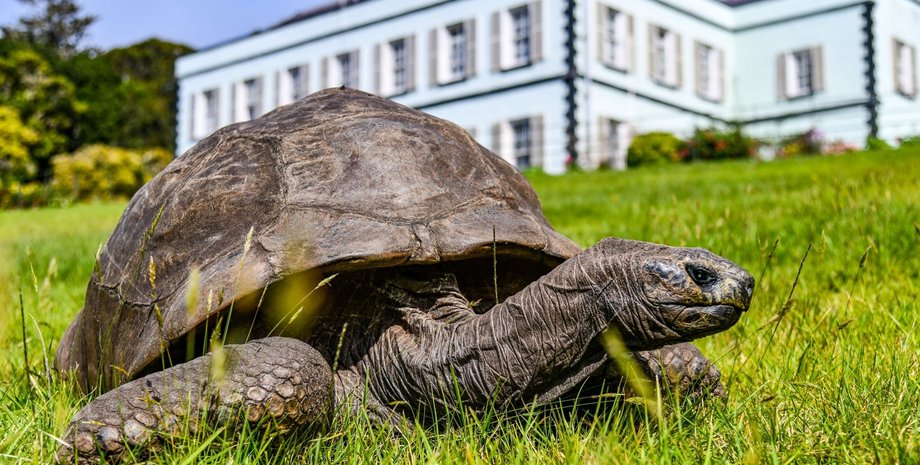 черепаха джонатан